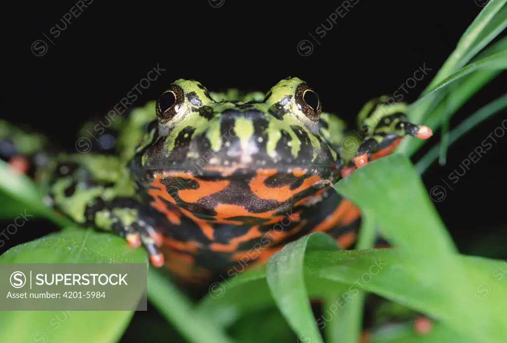 Oriental Fire-bellied Toad (Bombina orientalis) showing its bright red belly coloration to deter predators, Asia