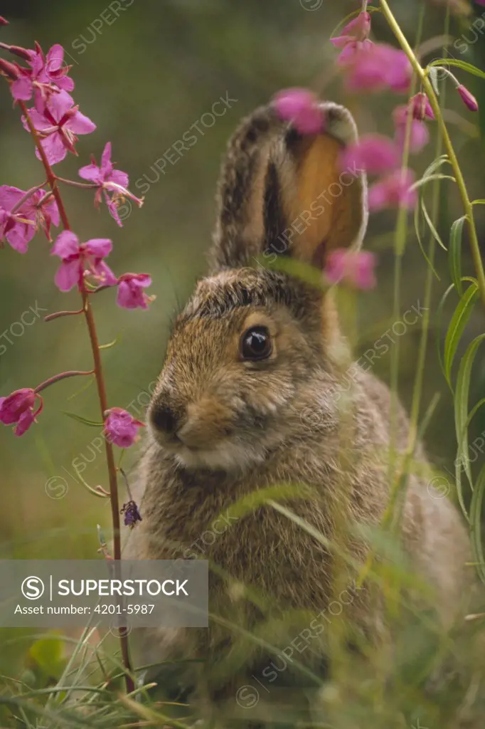 Snowshoe Hare (Lepus americanus) in its summer coat amid Fireweed (Epilobium angustifolium) flowers, Alaska