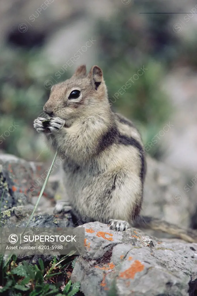 Golden-mantled Ground Squirrel (Spermophilus lateralis) feeding on grass, Banff National Park, Alberta, Canada
