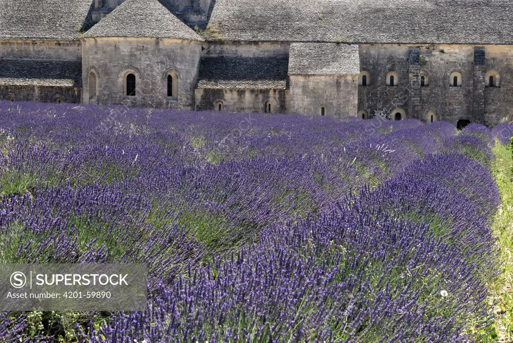 Lavender field with church in the background, Provence, France