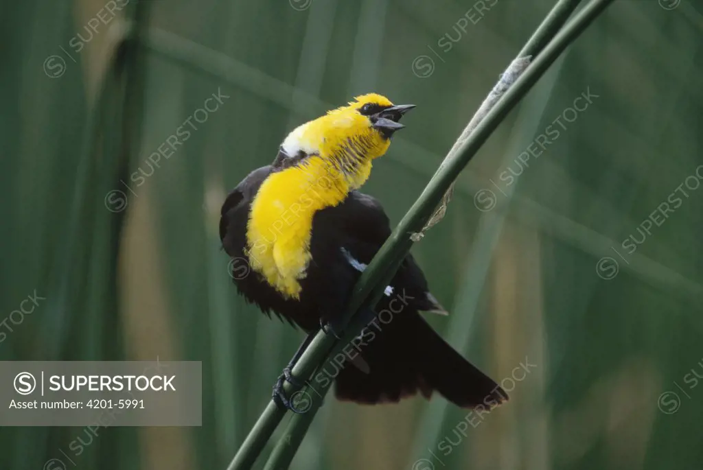Yellow-headed Blackbird (Xanthocephalus xanthocephalus) male calling, North America