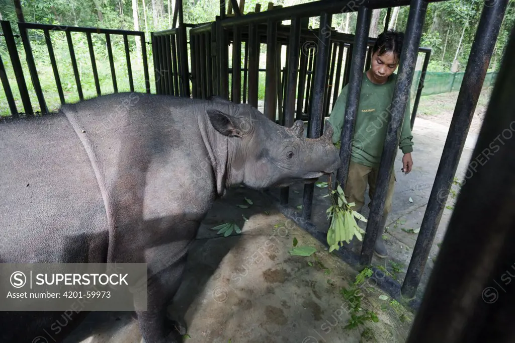Sumatran Rhinoceros (Dicerorhinus sumatrensis) with sanctuary keeper, Way Kambas National Park, Sumatra, Indonesia