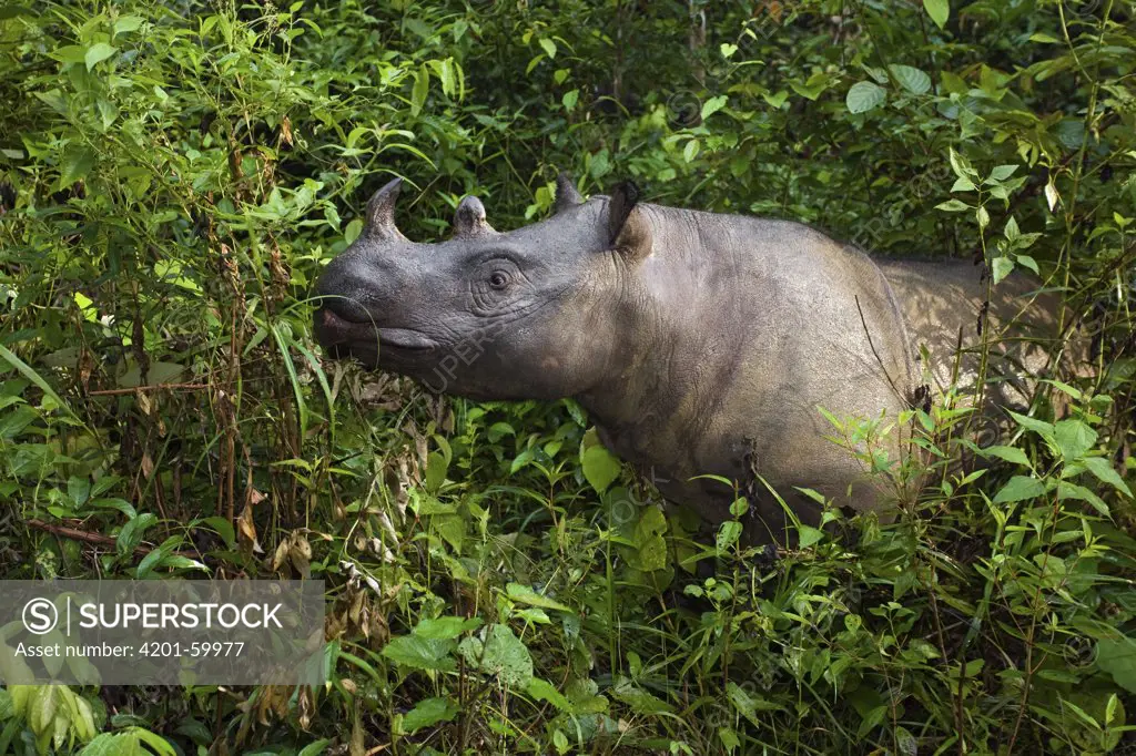 Sumatran Rhinoceros (Dicerorhinus sumatrensis), Way Kambas National Park, Sumatra, Indonesia