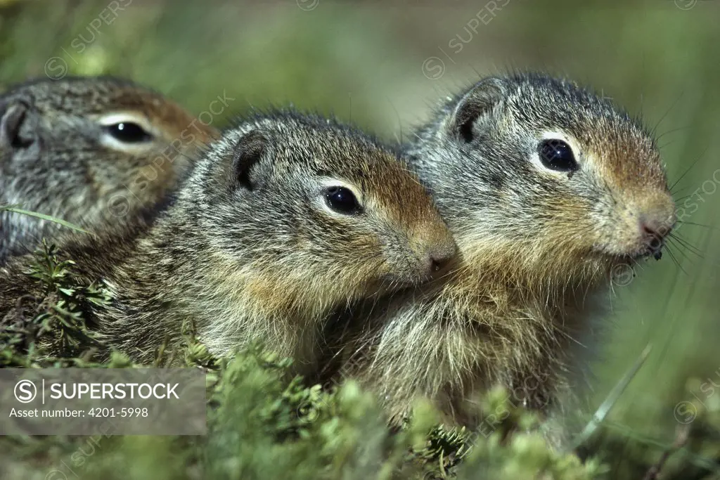 Columbian Ground Squirrel (Spermophilus columbianus) trio, North America