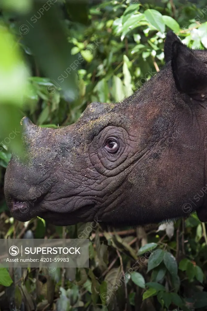 Sumatran Rhinoceros (Dicerorhinus sumatrensis), Way Kambas National Park, Sumatra, Indonesia