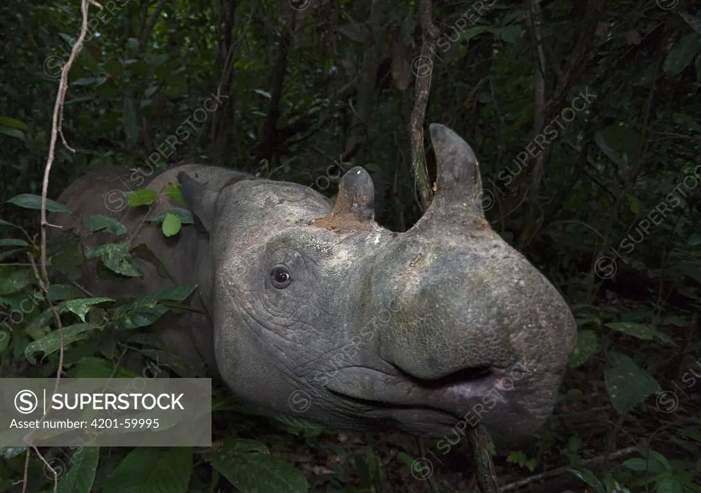 Sumatran Rhinoceros (Dicerorhinus sumatrensis) female, Way Kambas National Park, Sumatra, Indonesia