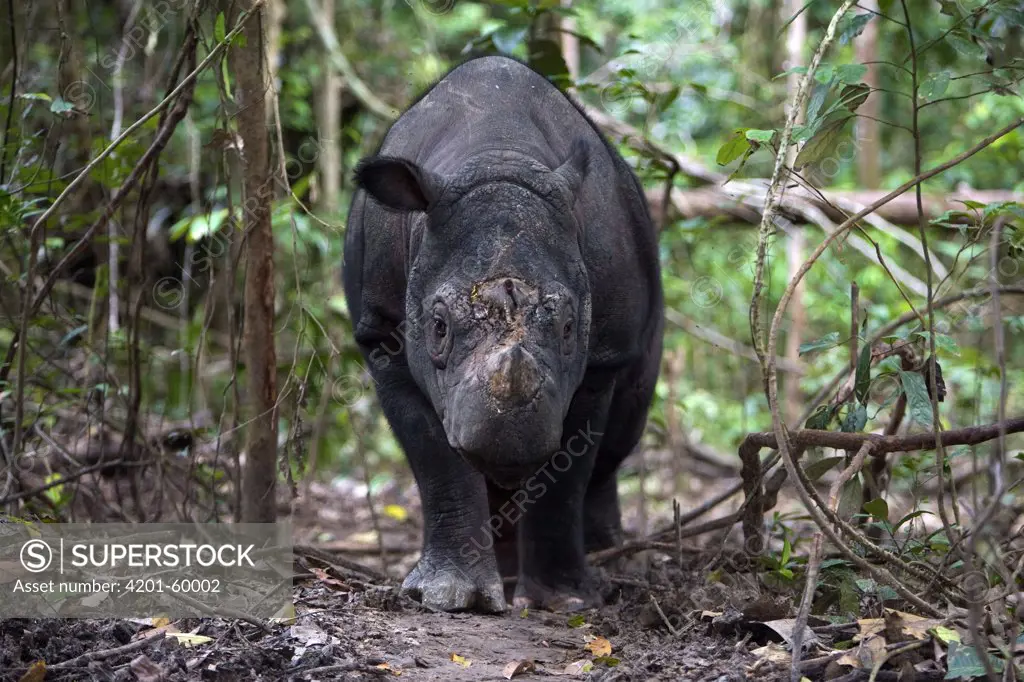Sumatran Rhinoceros (Dicerorhinus sumatrensis) male, Way Kambas National Park, Sumatra, Indonesia