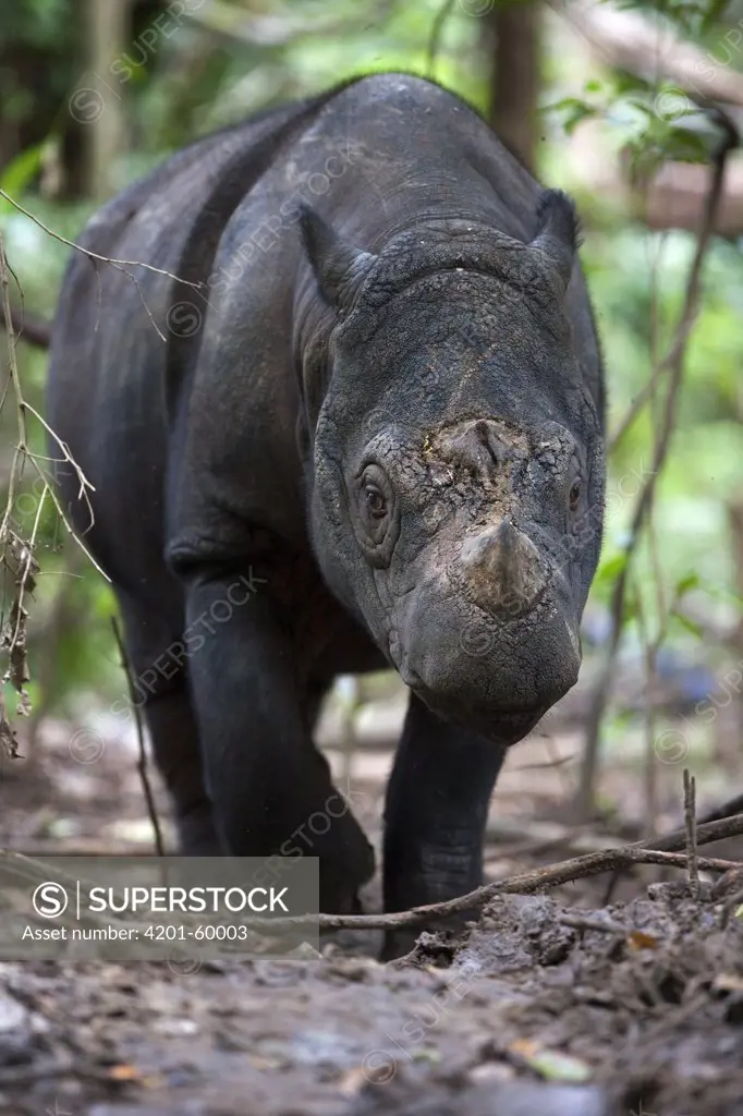 Sumatran Rhinoceros (Dicerorhinus sumatrensis) male, Way Kambas National Park, Sumatra, Indonesia
