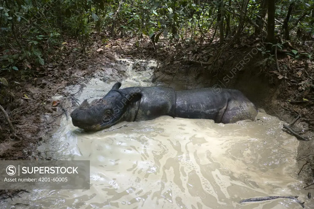 Sumatran Rhinoceros (Dicerorhinus sumatrensis) male taking a mud bath, Way Kambas National Park, Sumatra, Indonesia