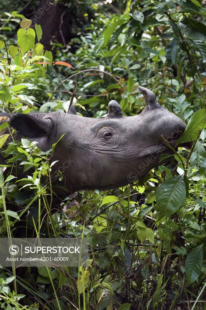 Sumatran Rhinoceros (Dicerorhinus sumatrensis) feeding, Way Kambas National Park, Sumatra, Indonesia