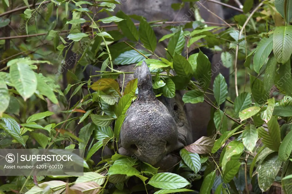 Sumatran Rhinoceros (Dicerorhinus sumatrensis) female feeding, Way Kambas National Park, Sumatra, Indonesia