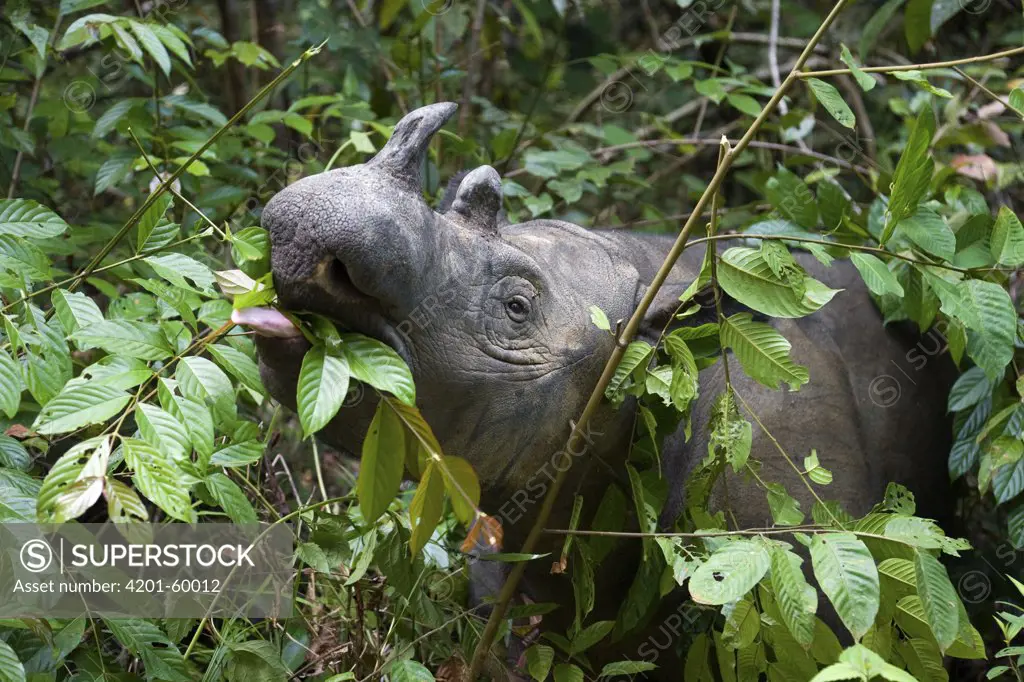 Sumatran Rhinoceros (Dicerorhinus sumatrensis) feeding, Way Kambas National Park, Sumatra, Indonesia