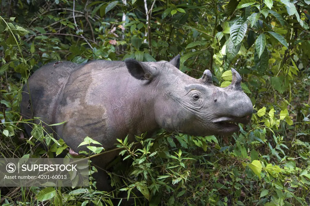 Sumatran Rhinoceros (Dicerorhinus sumatrensis) female, Way Kambas National Park, Sumatra, Indonesia