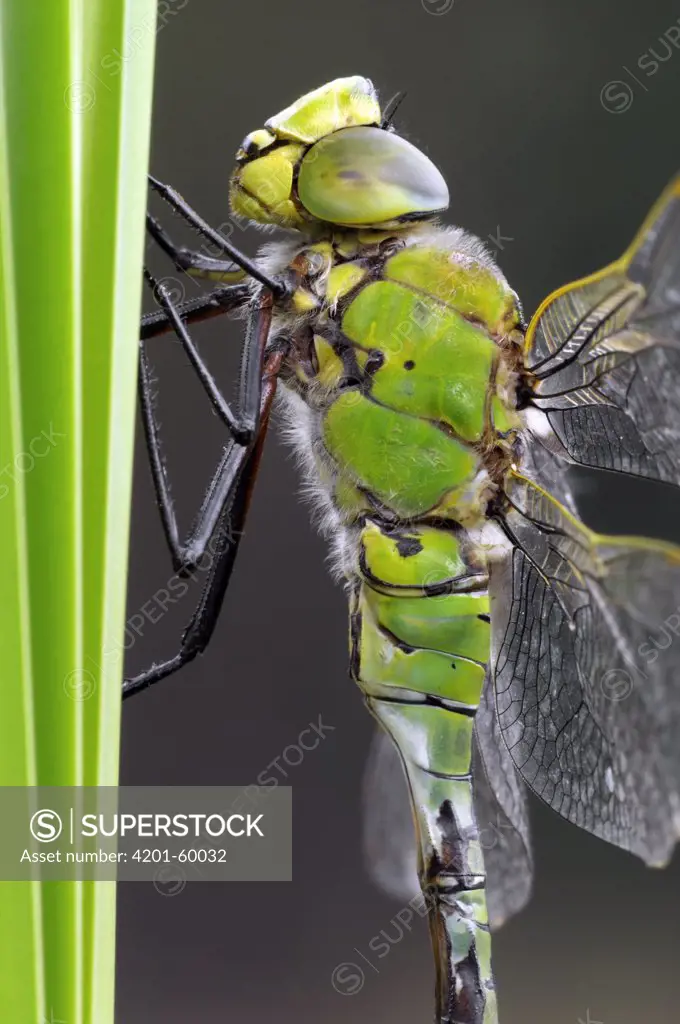 Emperor Dragonfly (Anax imperator), Noord-Brabant, Netherlands
