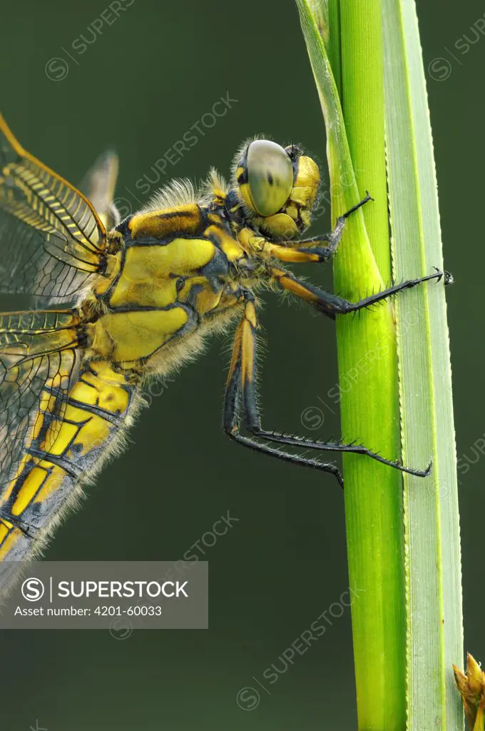 Black-tailed Skimmer (Orthetrum cancellatum) dragonfly, Noord-Brabant, Netherlands