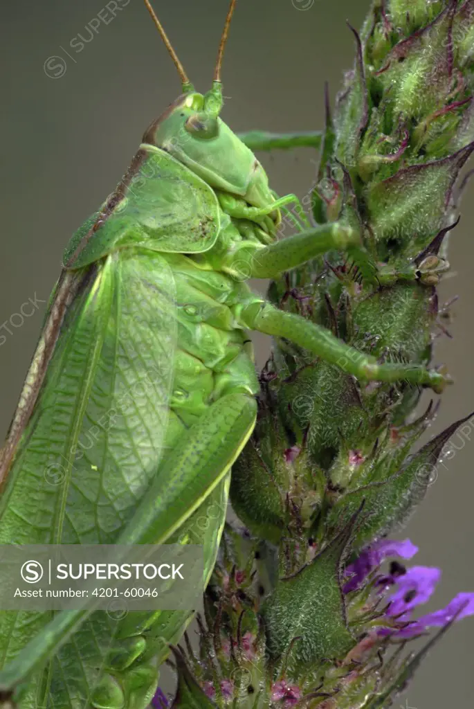 Great Green Bush Cricket (Tettigonia viridissima) female on Purple Loosestrife (Lythrum salicaria), Noord-Brabant, Netherlands