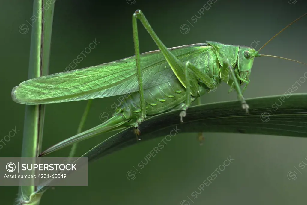 Great Green Bush Cricket (Tettigonia viridissima) female, Noord-Brabant, Netherlands
