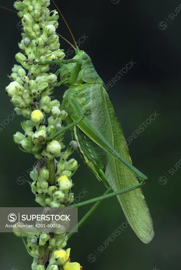 Great Green Bush Cricket (Tettigonia viridissima) male on Dark Mullein (Verbascum nigrum), Noord-Brabant, Netherlands