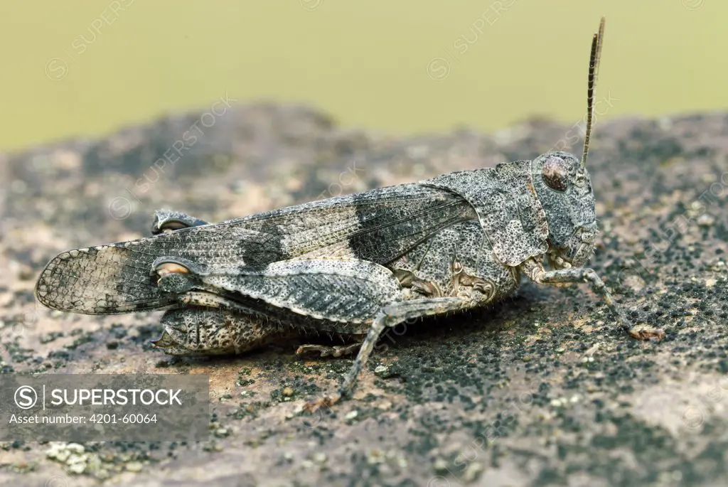 Blue-winged Grasshopper (Oedipoda caerulescens) female, Noord-Brabant, Netherlands