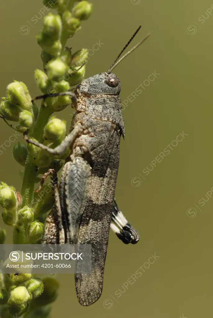 Blue-winged Grasshopper (Oedipoda caerulescens) female on Dark Mullein (Verbascum nigrum), Noord-Brabant, Netherlands