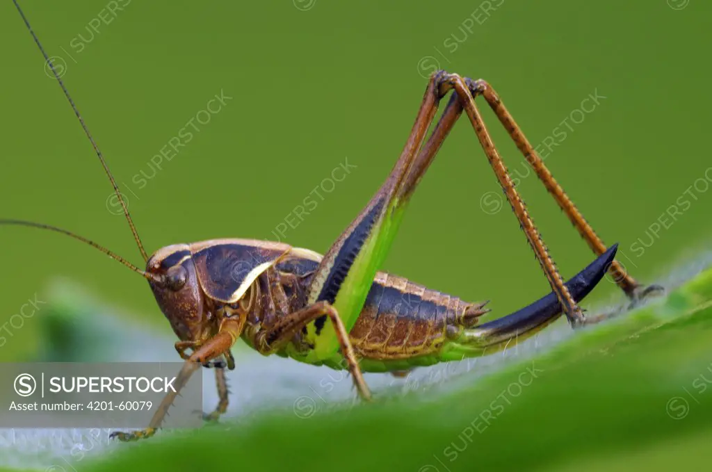 Bog Bush Cricket (Metrioptera brachyptera) female, Noord-Brabant, Netherlands