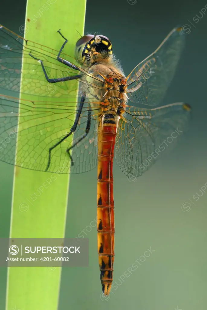 Eurasian Red Dragonfly (Sympetrum depressiusculum) male on Common Cattail (Typha latifolia), Hageven, Neerpelt, Belgium