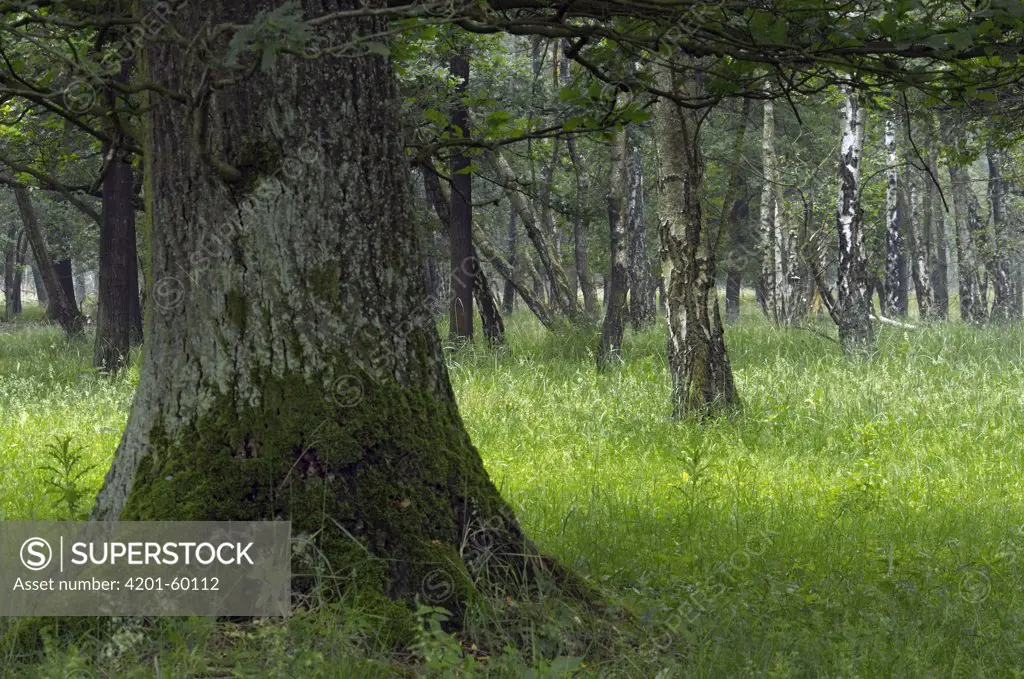 Deciduous forest, Noord-Brabant, Netherlands