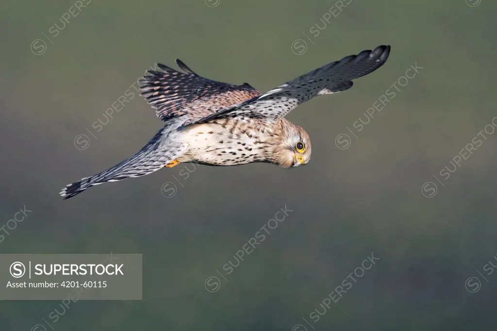 Eurasian Kestrel (Falco tinnunculus) looking for prey, Zeeland, Netherlands