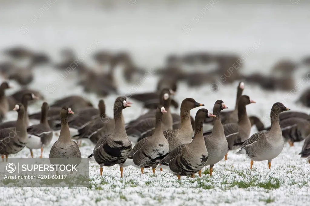 White-fronted Goose (Anser albifrons) and Bean Goose (Anser fabalis) in mixed flock, Noord-Brabant, Netherlands