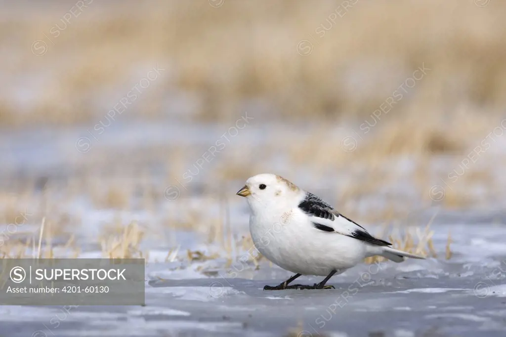 Snow Bunting (Plectrophenax nivalis) foraging on icy field, Norway