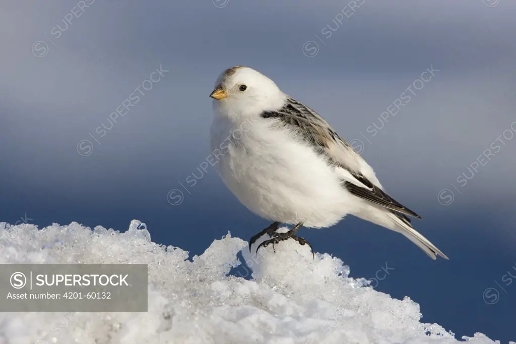 Snow Bunting (Plectrophenax nivalis), Norway