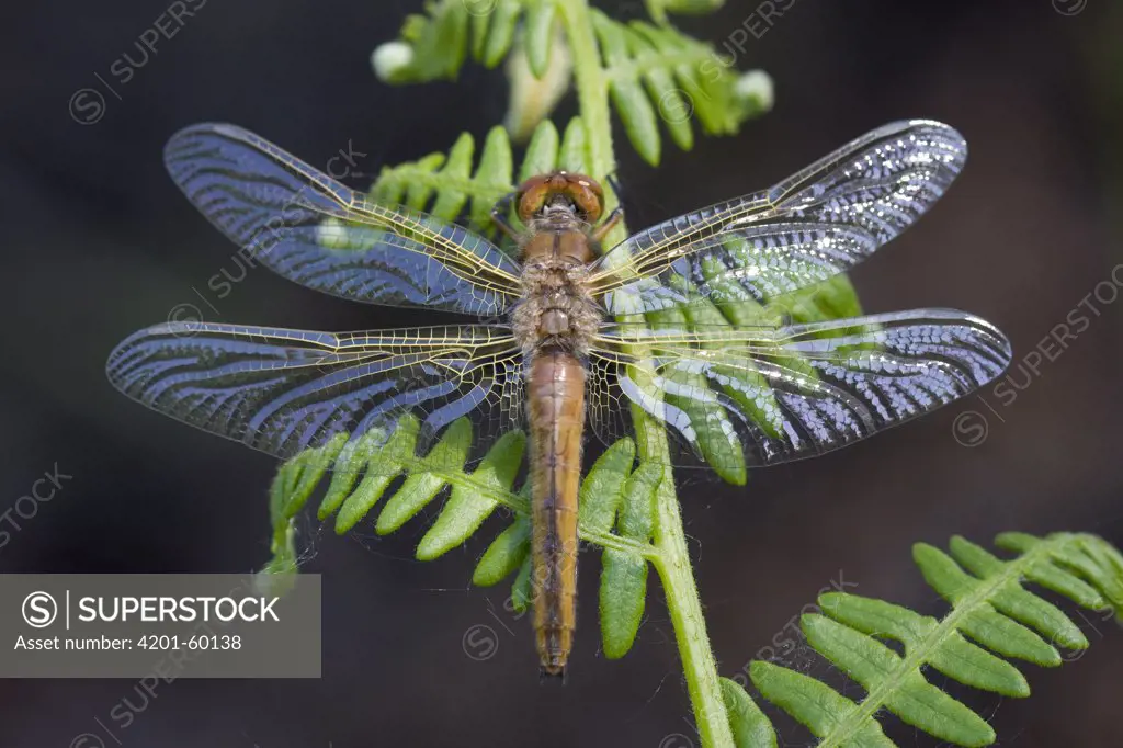 Scarce Chaser (Libellula fulva) drying after its first flight, Noord-Brabant, Netherlands