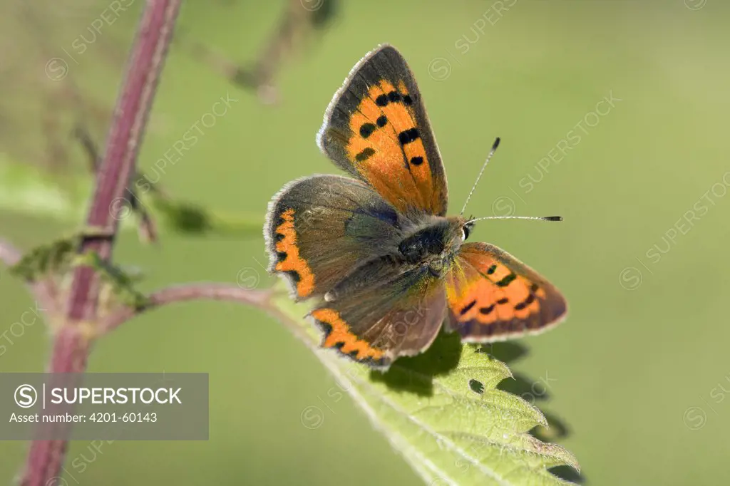 Small Copper (Lycaena phlaeas) female on nettle, Noord-Brabant, Netherlands