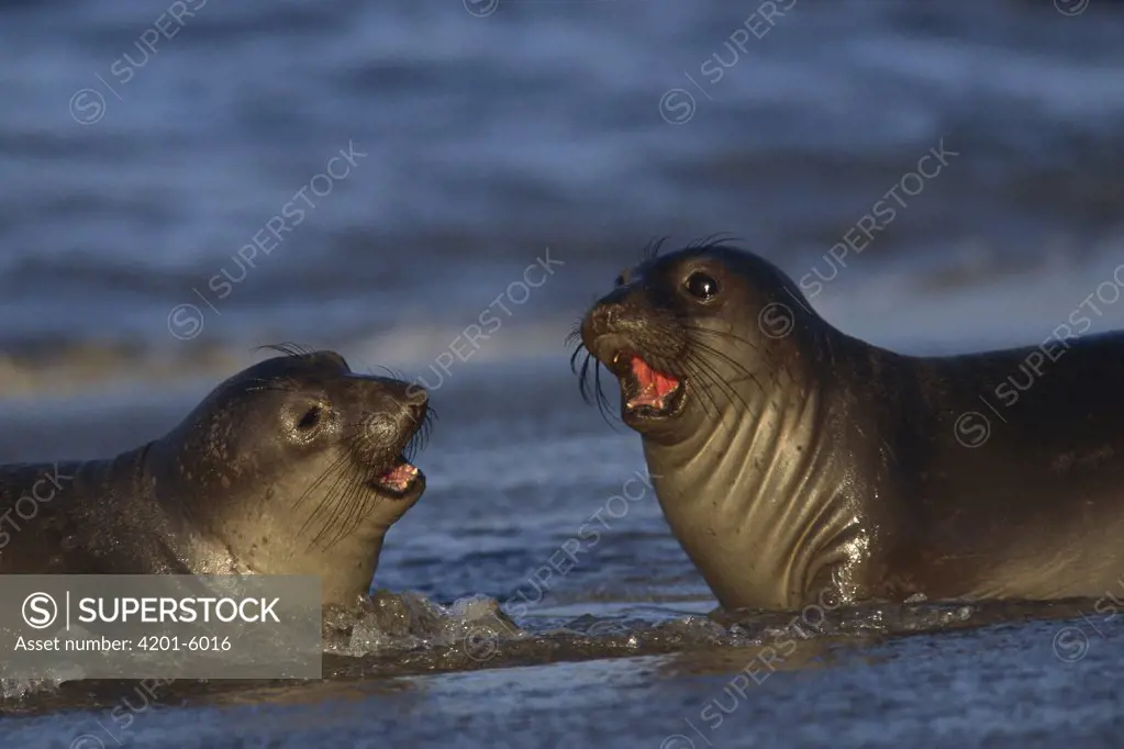 Northern Elephant Seal (mirounga Angustirostris) pups on beach