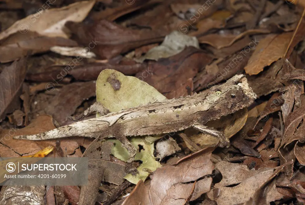 Dwarf Chameleon (Brookesia exarmata), Amber Mountain National Park, Madagascar