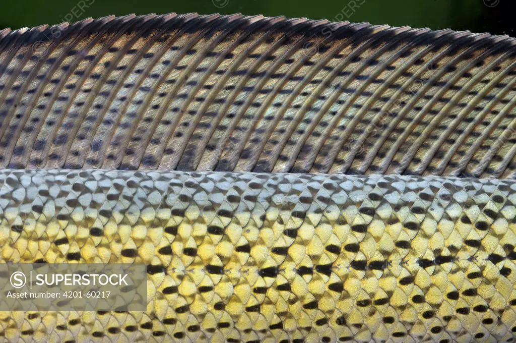 Barca Snakehead (Channa barca) scales and dorsal fin, eastern India