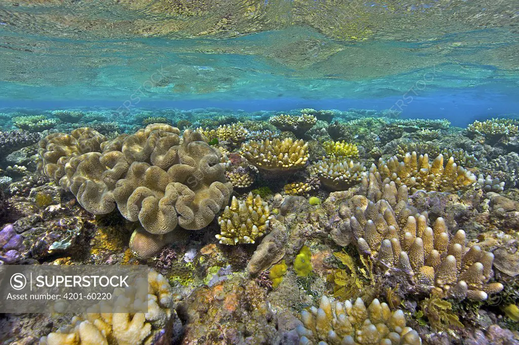 Coral reef, Yonge Reef, Great Barrier Reef, Australia