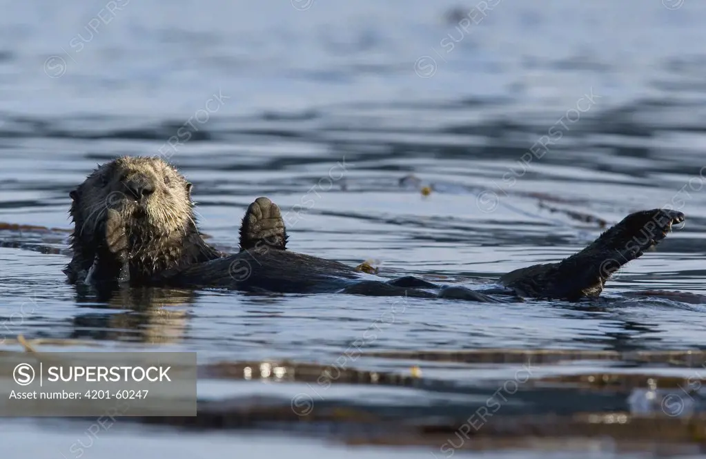 Sea Otter (Enhydra lutris) floating on back, Kodiak, Alaska