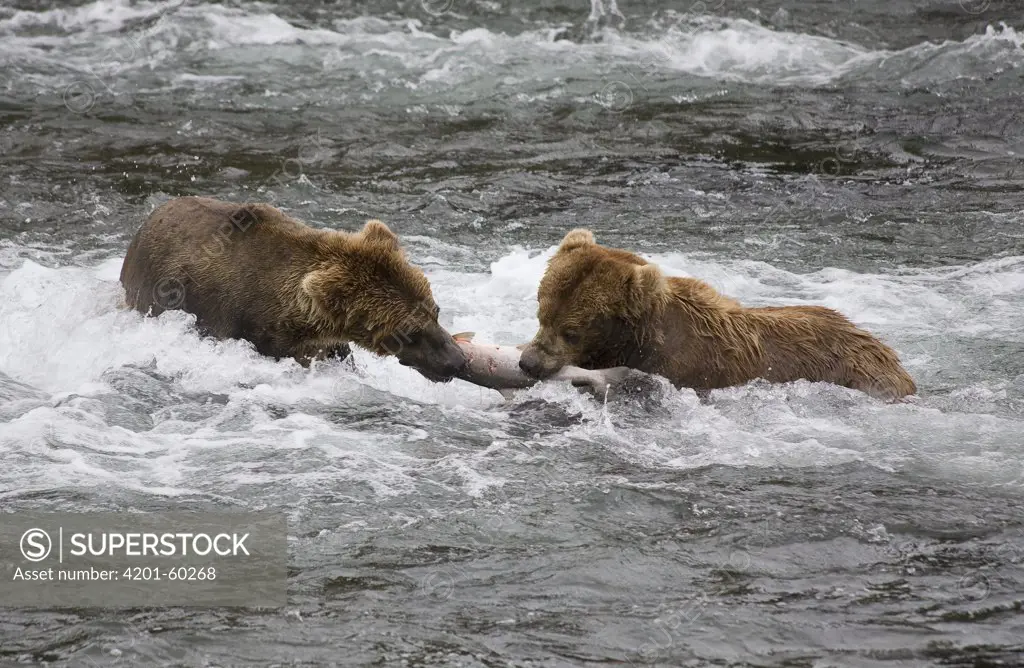 Grizzly Bear (Ursus arctos horribilis) pair of males fighting over salmon, Katmai National Park, Alaska