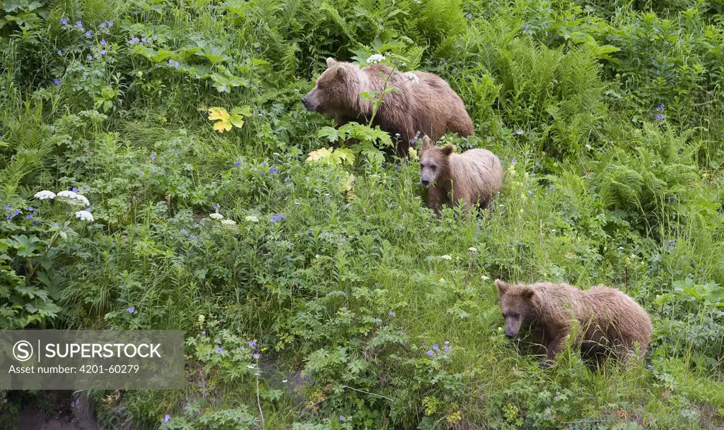 Grizzly Bear (Ursus arctos horribilis) female with yearling cubs feeding, Katmai National Park, Alaska