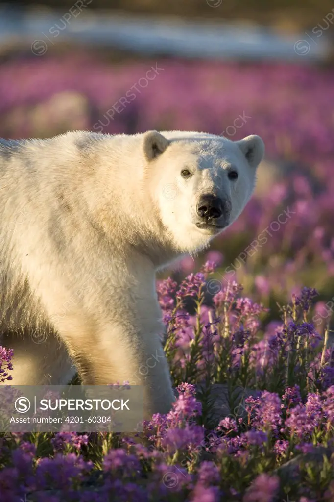 Polar Bear (Ursus maritimus) male in field of fireweed, Hudson Bay, Canada