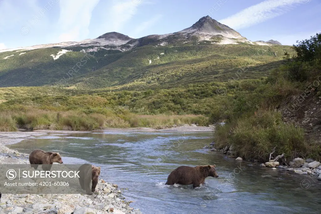 Grizzly Bear (Ursus arctos horribilis) female with two cubs fishing, Katmai National Park, Alaska