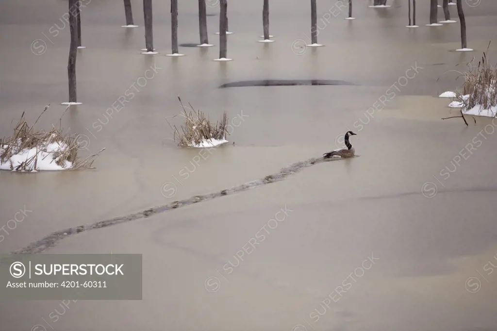 Canada Goose (Branta canadensis) travelling through slush ice in a swamp in early spring, Kenora, Canada
