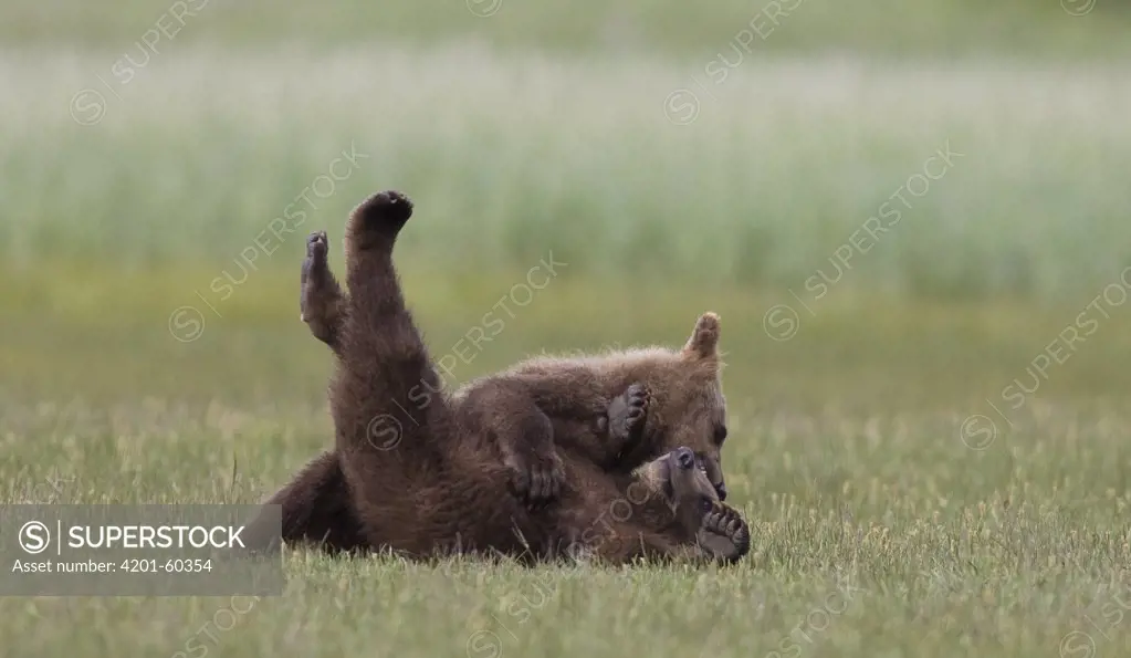 Grizzly Bear (Ursus arctos horribilis) yearling cubs playing, Katmai National Park, Alaska