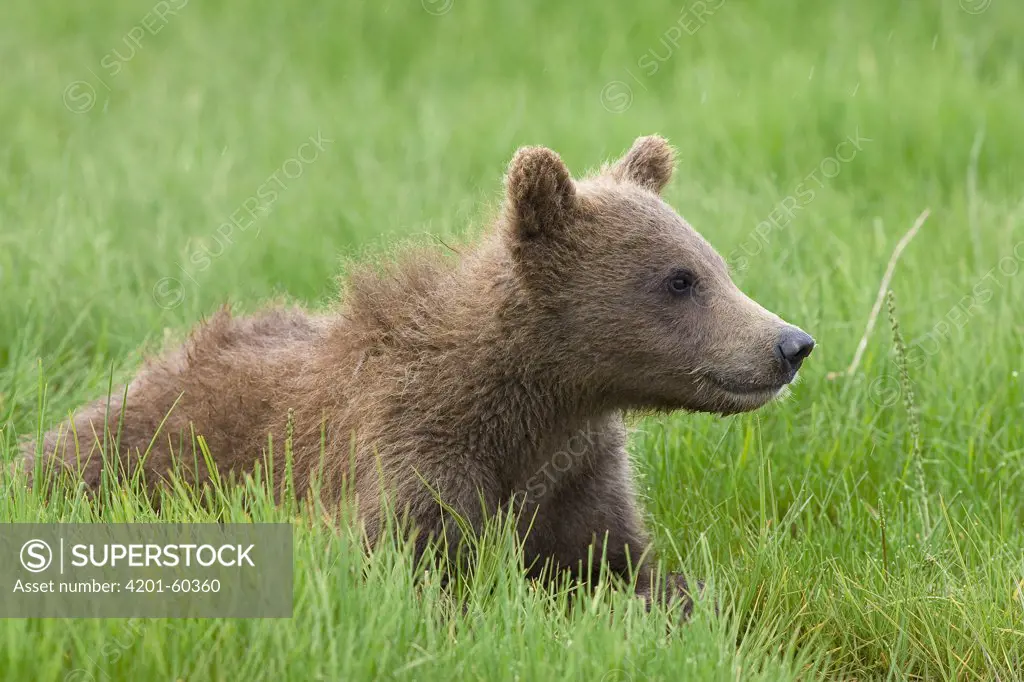 Grizzly Bear (Ursus arctos horribilis) yearling cub among sedges, Katmai National Park, Alaska