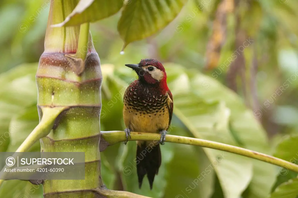 Crimson-mantled Woodpecker (Piculus rivolii), San Isidro Cloud Forest, Ecuador