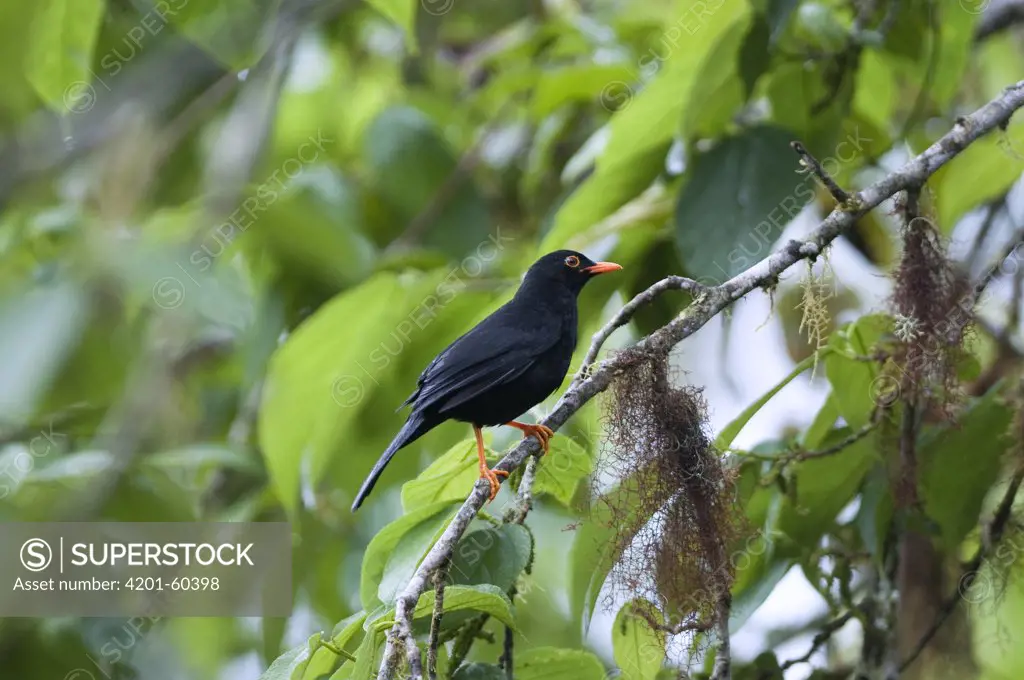 Glossy-black Thrush (Turdus serranus) in rainforest tree, Bellavista Cloud Forest Reserve, Ecuador