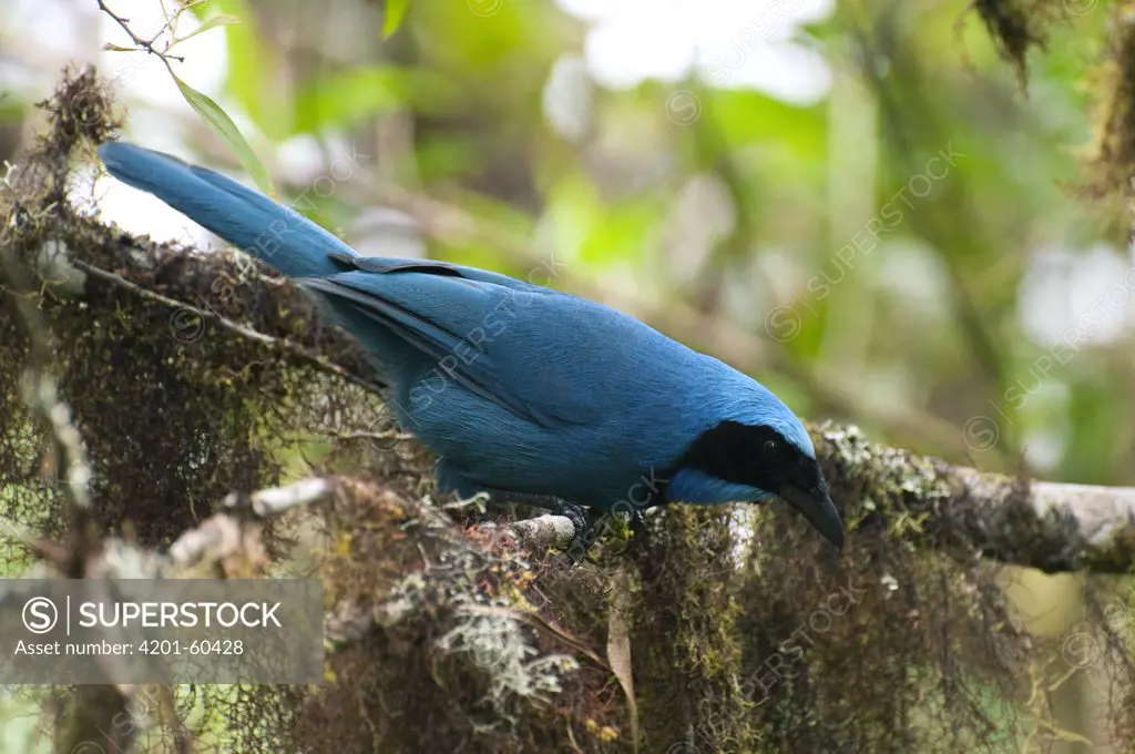 Turquoise Jay (Cyanolyca turcosa), Bellavista Cloud Forest Reserve, Ecuador