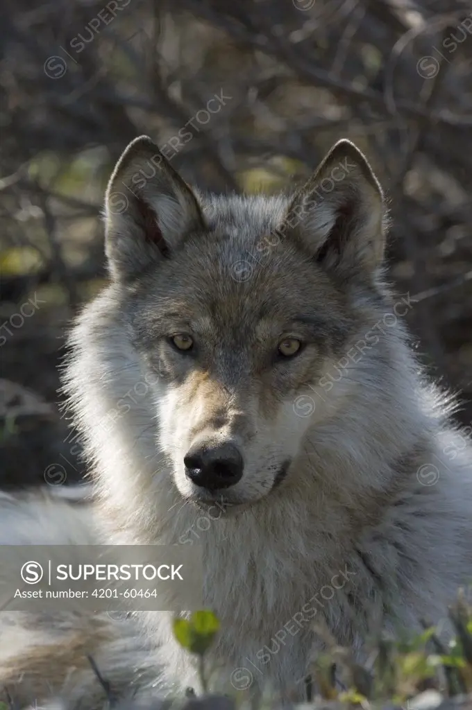 Gray Wolf (Canis lupus), Alaska