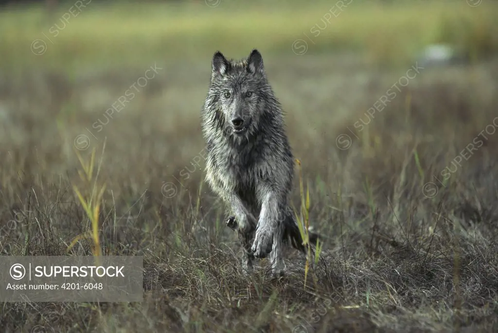 Timber Wolf (Canis lupus) running, North America